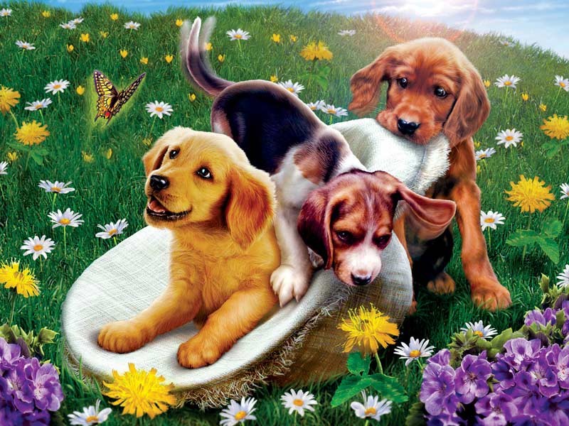 Diamond Painting Honden en bloemen - SEOS Shop ®