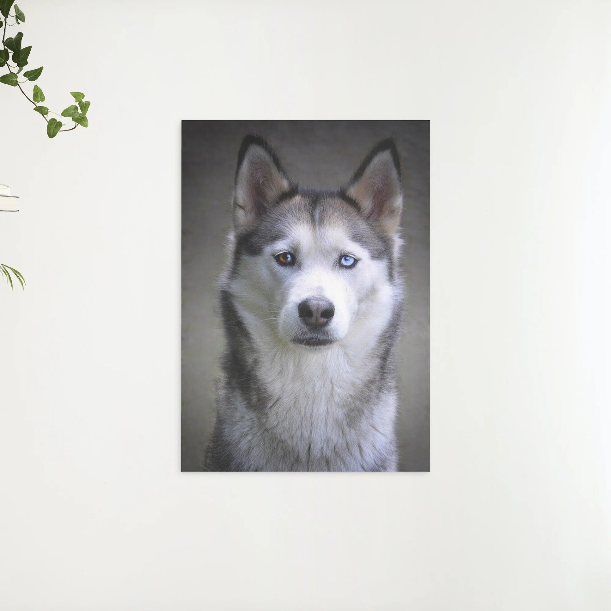 Diamond Painting Husky met puppy ogen - SEOS Shop ®