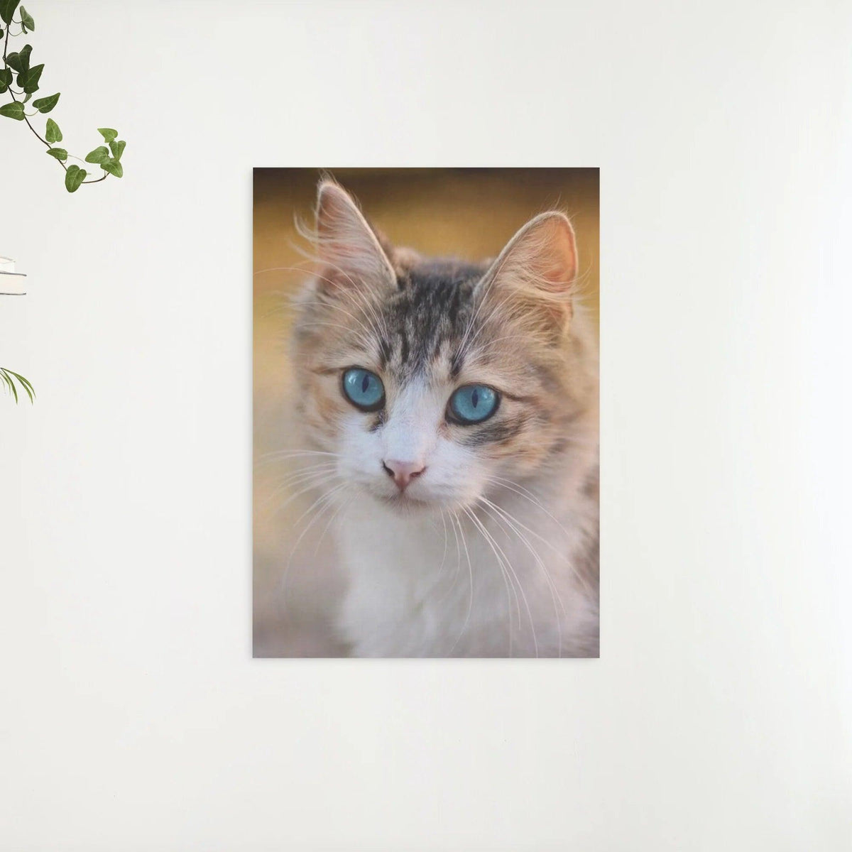 Diamond Painting Kitten met blauwe ogen - SEOS Shop ®