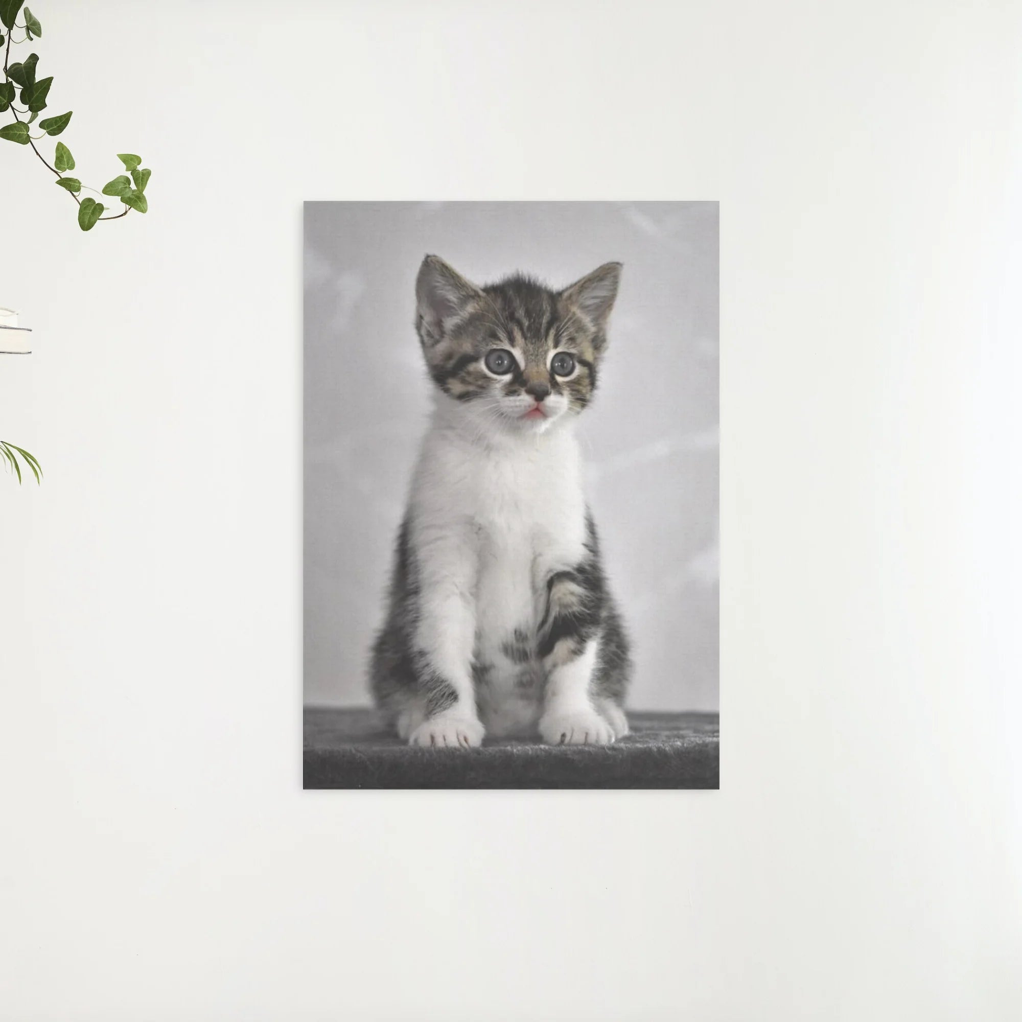 Diamond Painting Kitten met grijze ogen - SEOS Shop ®