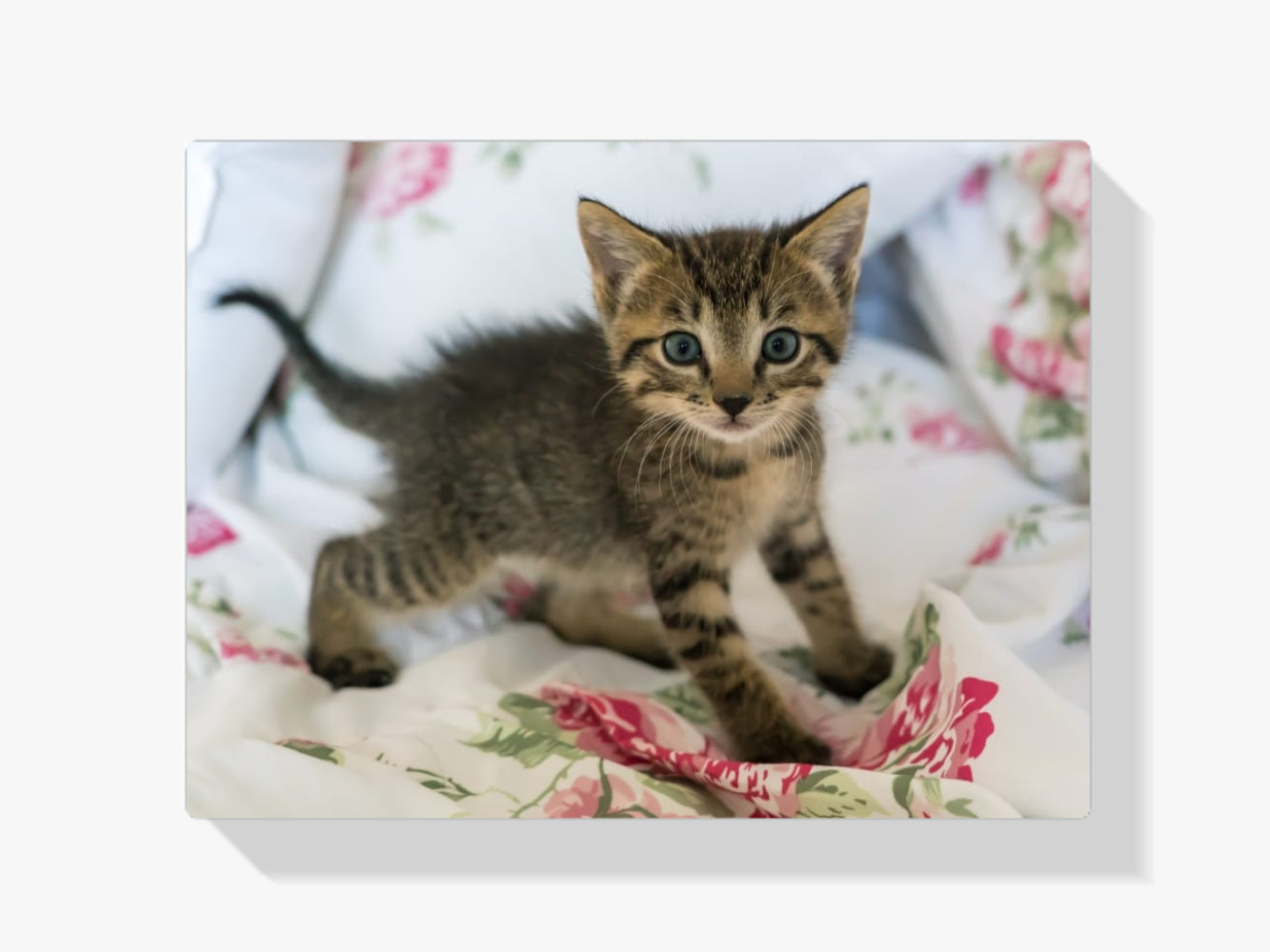 Diamond Painting Kitten op bed - SEOS Shop ®