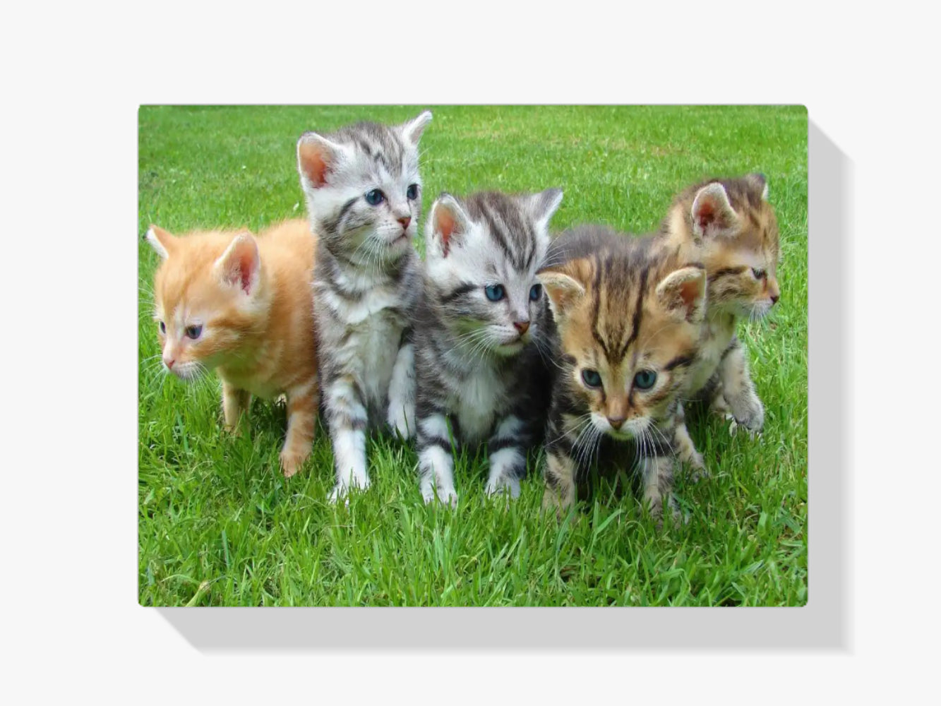 Diamond Painting Kittens Volledig - SEOS Shop ®