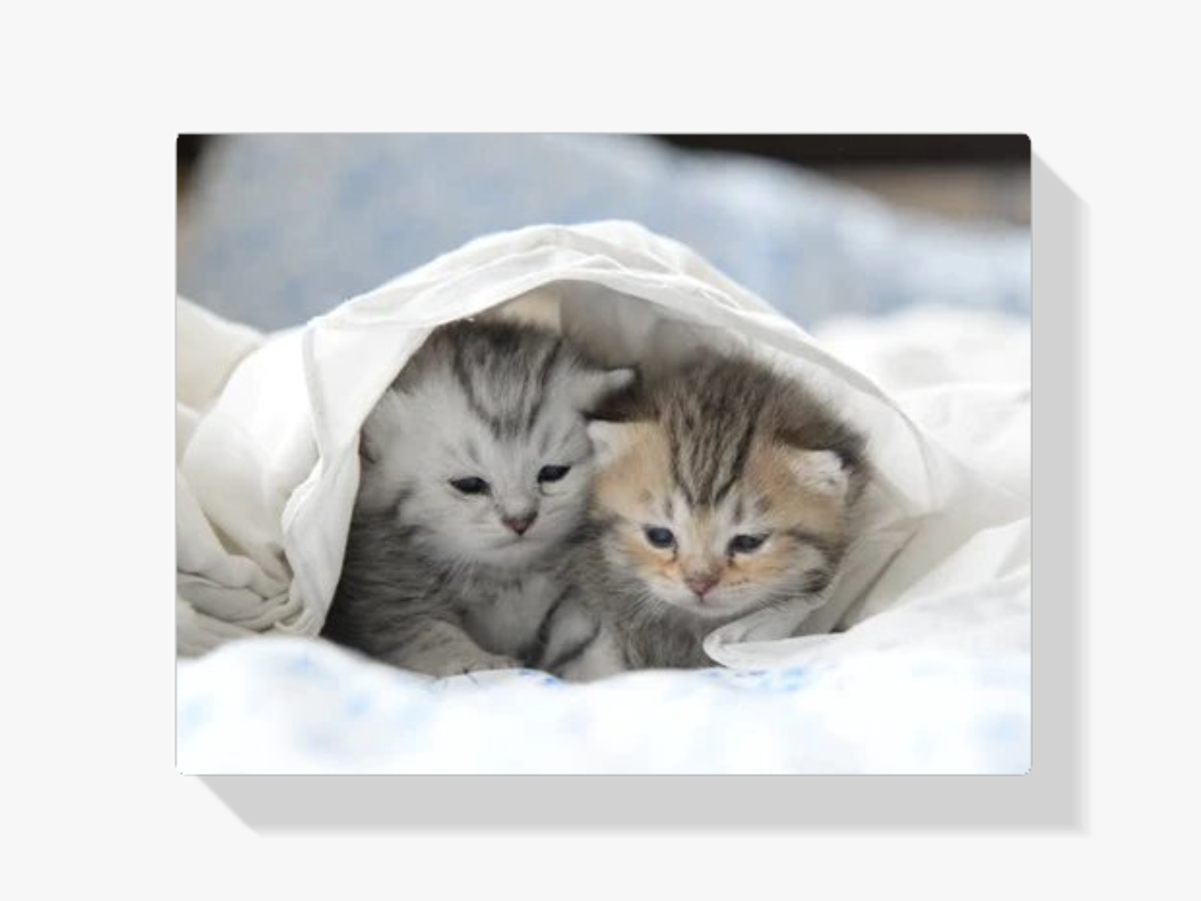 Diamond Painting Kittens in Bed - SEOS Shop ®