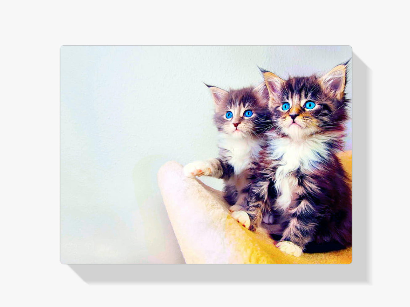 Diamond Painting Kittens met blauwe ogen - SEOS Shop ®