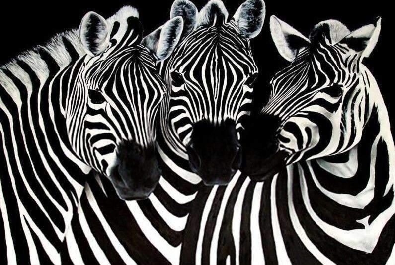 Diamond Painting Lieve Zebra's – SEOS Shop ®