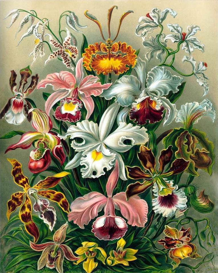 Diamond Painting Orchidee - SEOS Shop ®