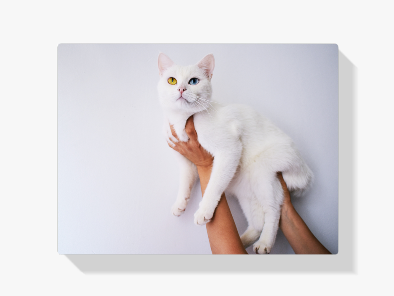 Diamond Painting Pakket Witte kat 45x30cm - SEOS Shop ®