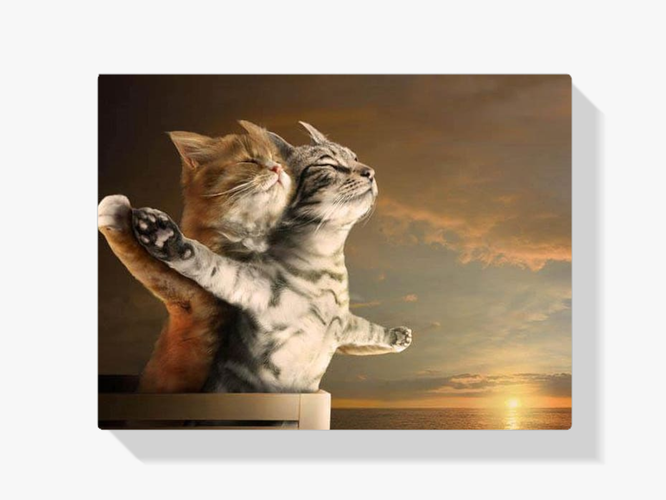 Diamond Painting Titanic Katten - SEOS Shop ®