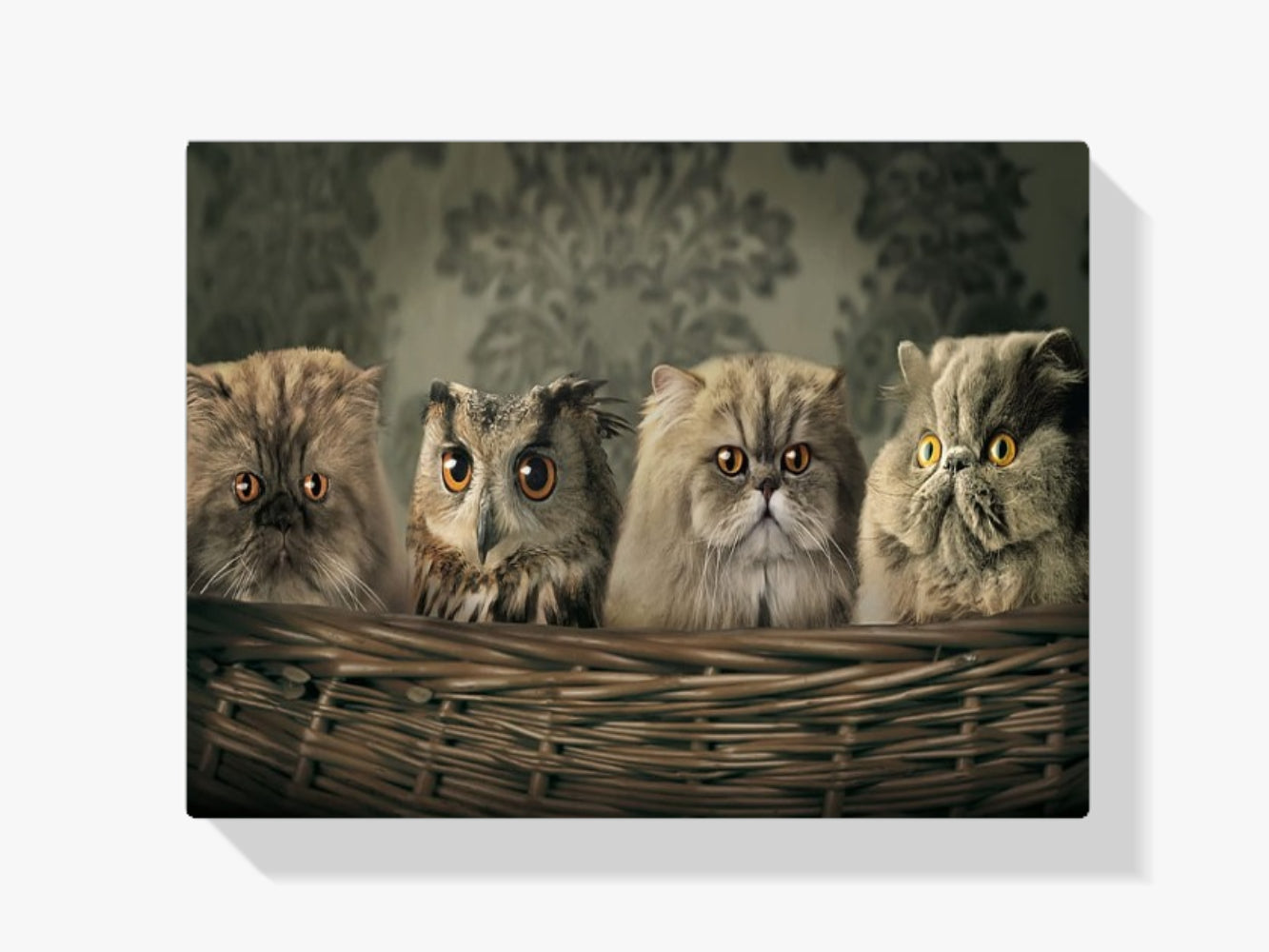 Diamond Painting Uil en katten in mand - SEOS Shop ®