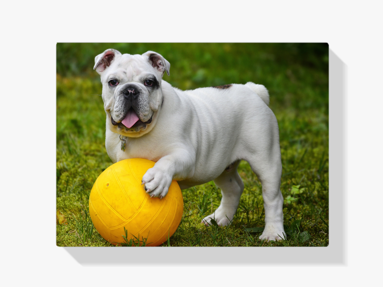 Diamond Painting Witte bulldog met bal - SEOS Shop ®