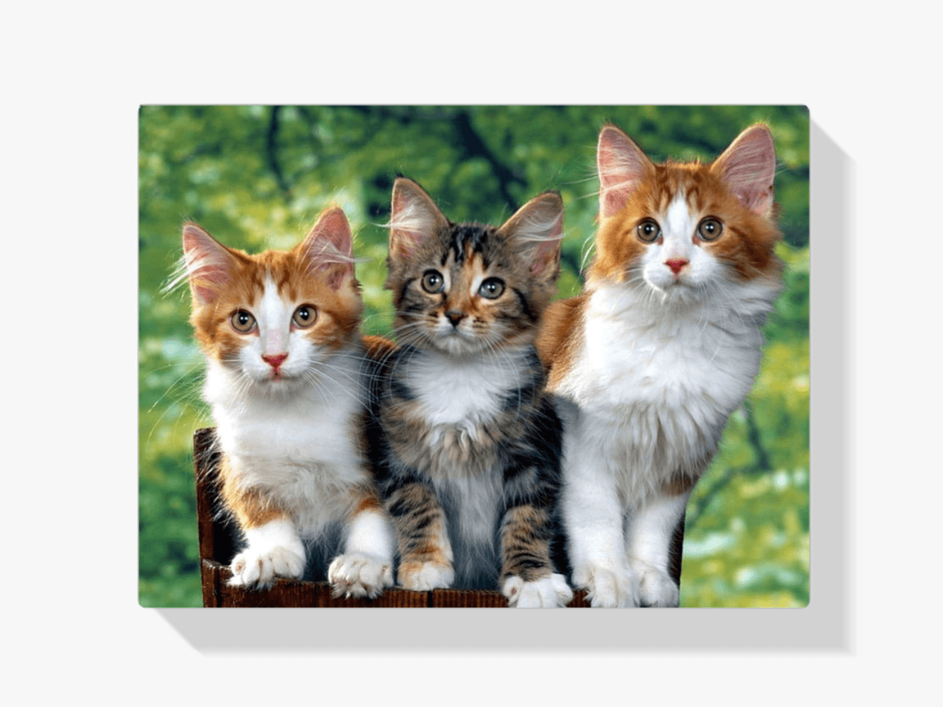 DAERLE Doe-het-zelf diamantschilderij met kat en tijger, voor volwassenen en kinderen, afbeelding kat, spiegeling, 5D diamond art, diamond painting, set, kruisborduurwerk, schilderset voor