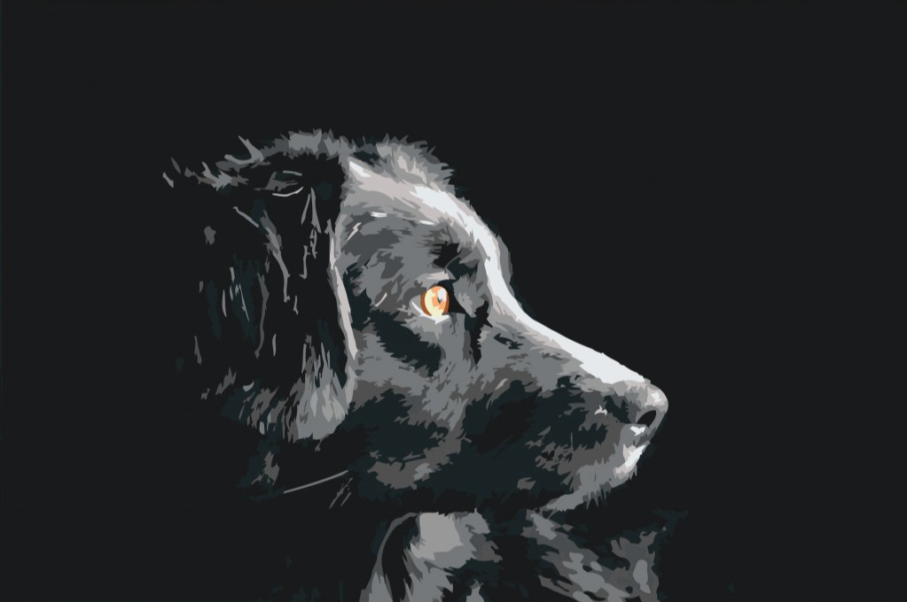 Diamond Painting - Het uitzicht van de hond - SEOS®