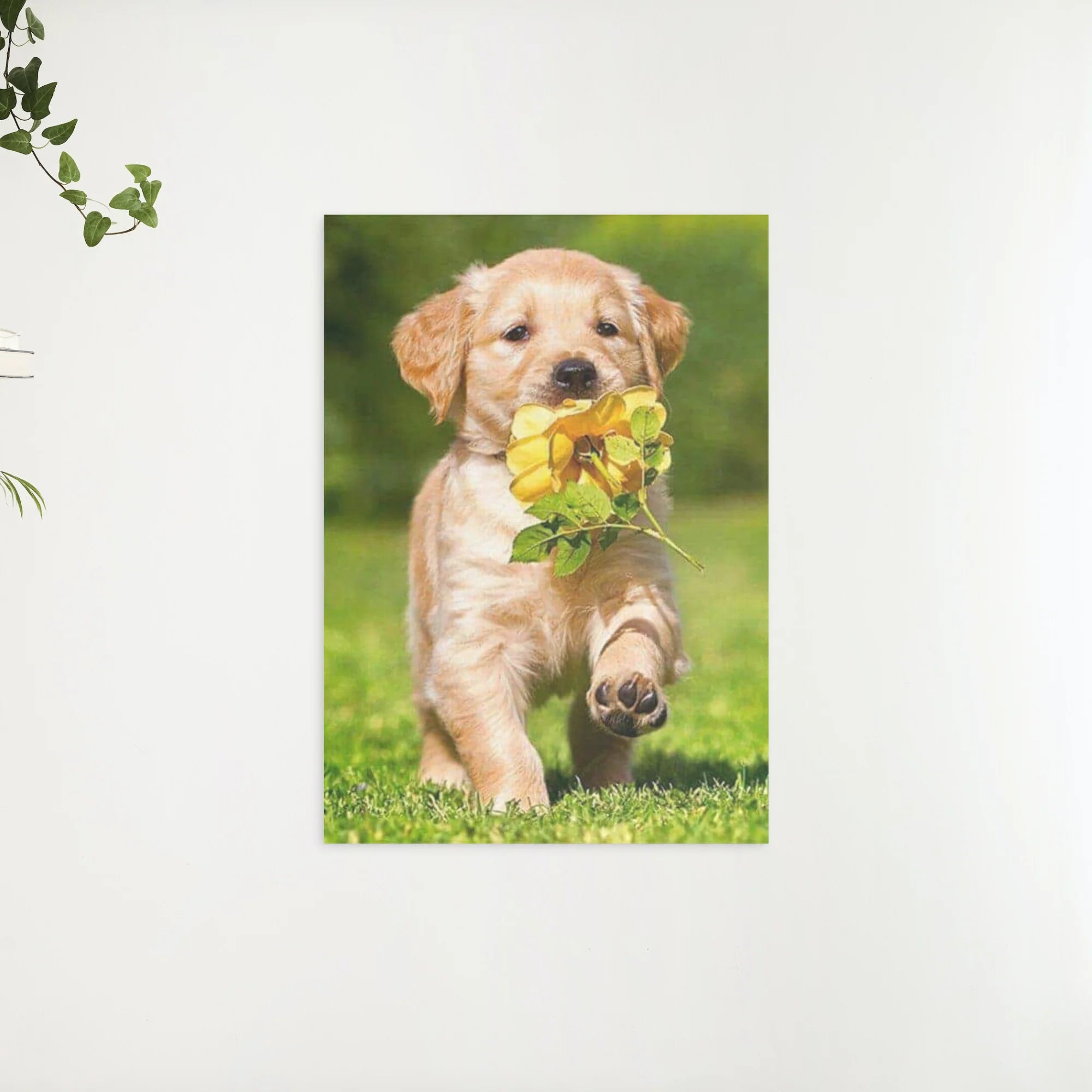 Diamond painting Labrador puppy met een bloem - Volledig - SEOS Shop®