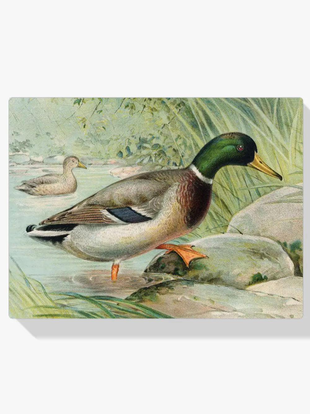 Diamond Painting Mallard Duck