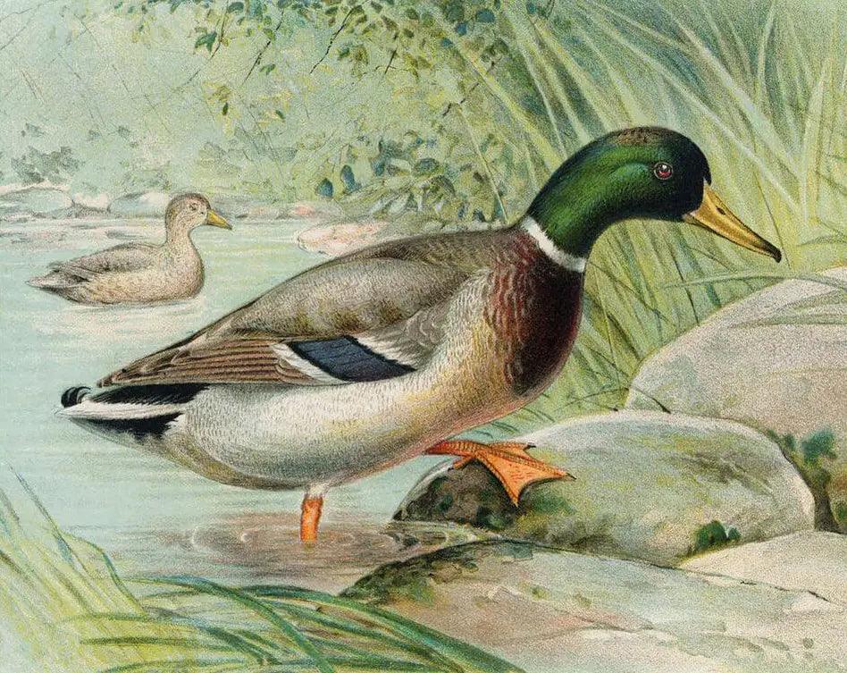 Diamond Painting Mallard Duck