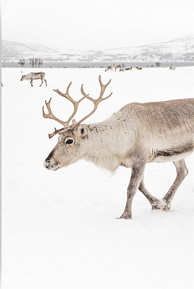 Diamond Painting - Rendieren in een winterlandschap