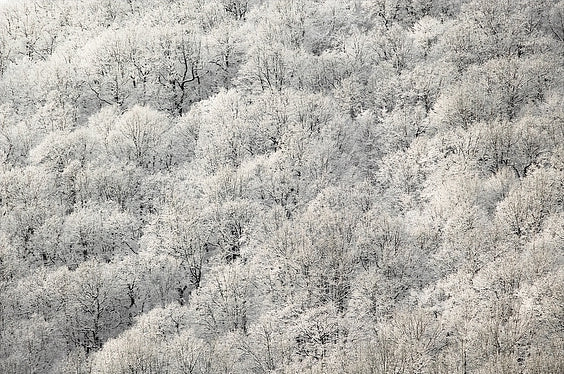 Diamond Painting - Witte bomen