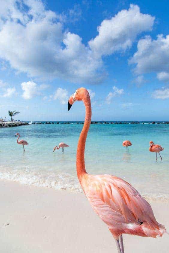 Diamond Painting Flamingo's op het strand - SEOS Shop ®