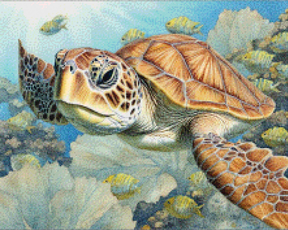 Diamond Painting -  Zeeschildpad - SEOS Shop ®