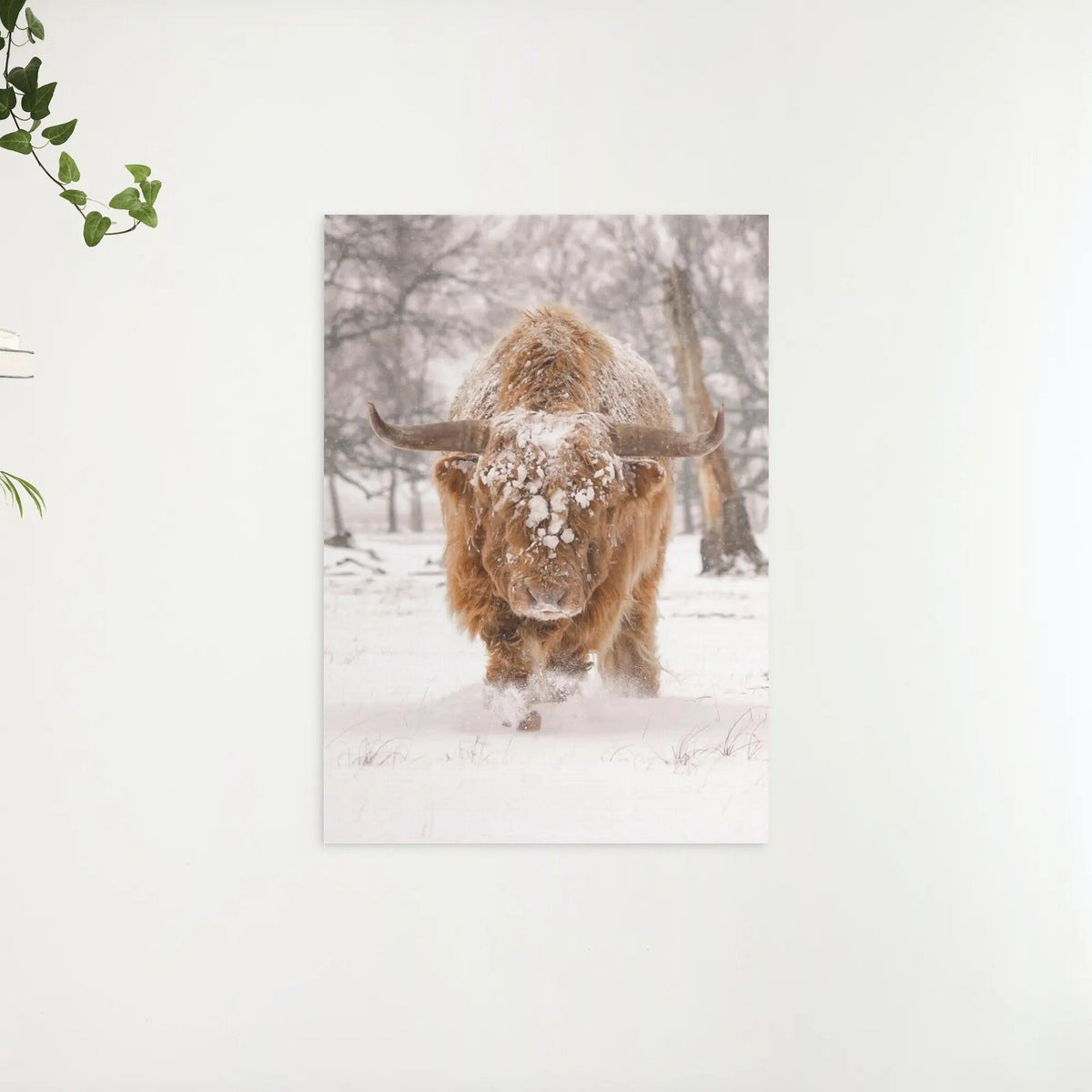 Diamond Painting Schotse hooglander - Schotse hooglander in een natuurlijk winterlandschap - SEOS Shop ®